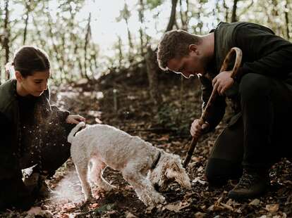 Truffle hunting in Piedmont, Italy