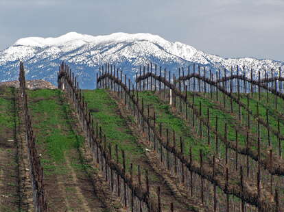 vineyard in the Temecula valley wine tasting region 