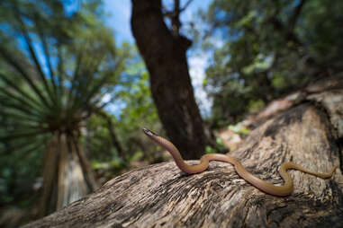 a snake reaching up