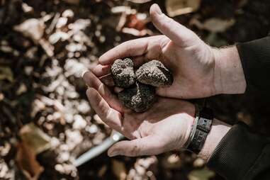 Truffles in hands